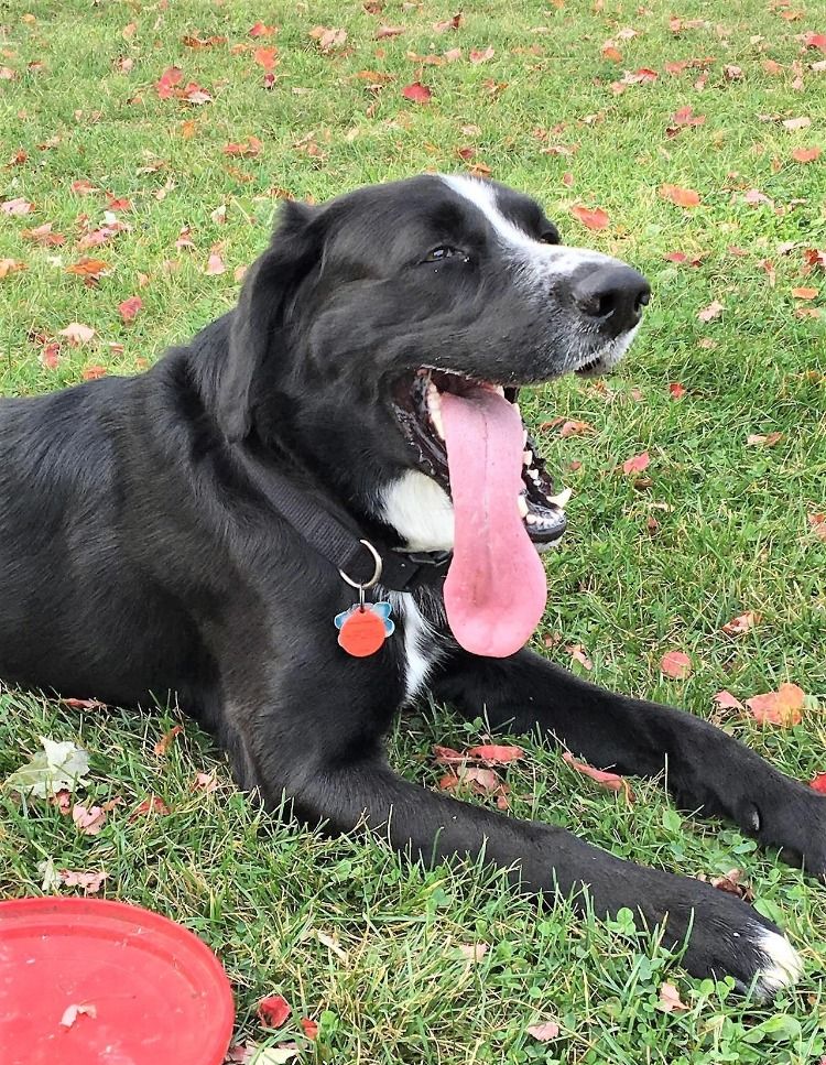 The Dog With the Longest Tongue