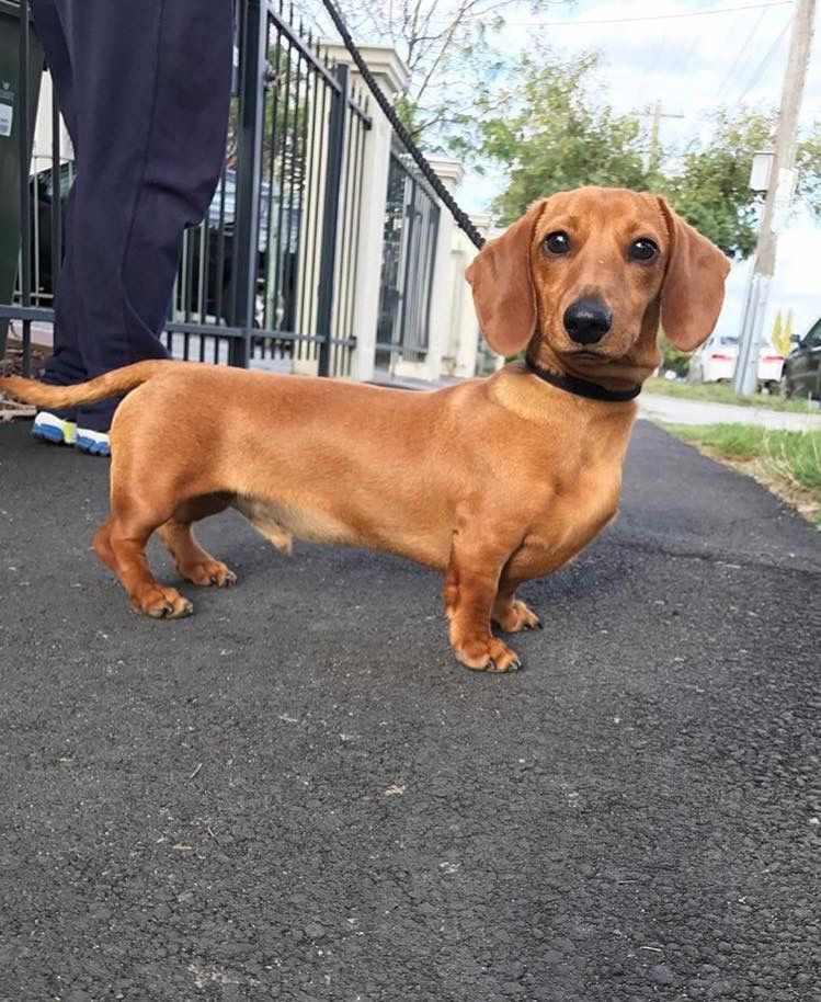 The Shortest Dog by Height