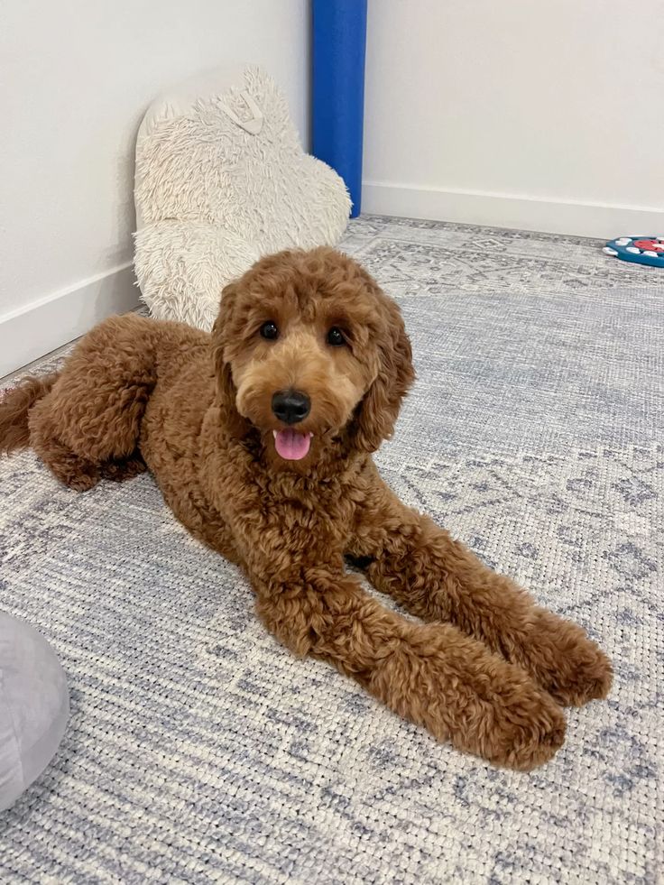 This Is Why You Need a Goldendoodle