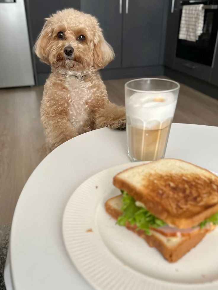 Top 5 Springtime Recipes for Your Dog