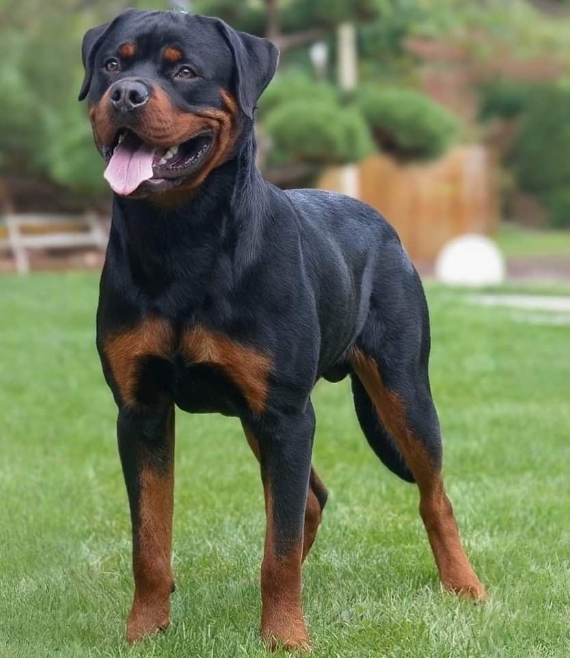 Top dog breeds in the USA including French Bulldog Labrador Retriever Golden Retriever and German Shepherd
