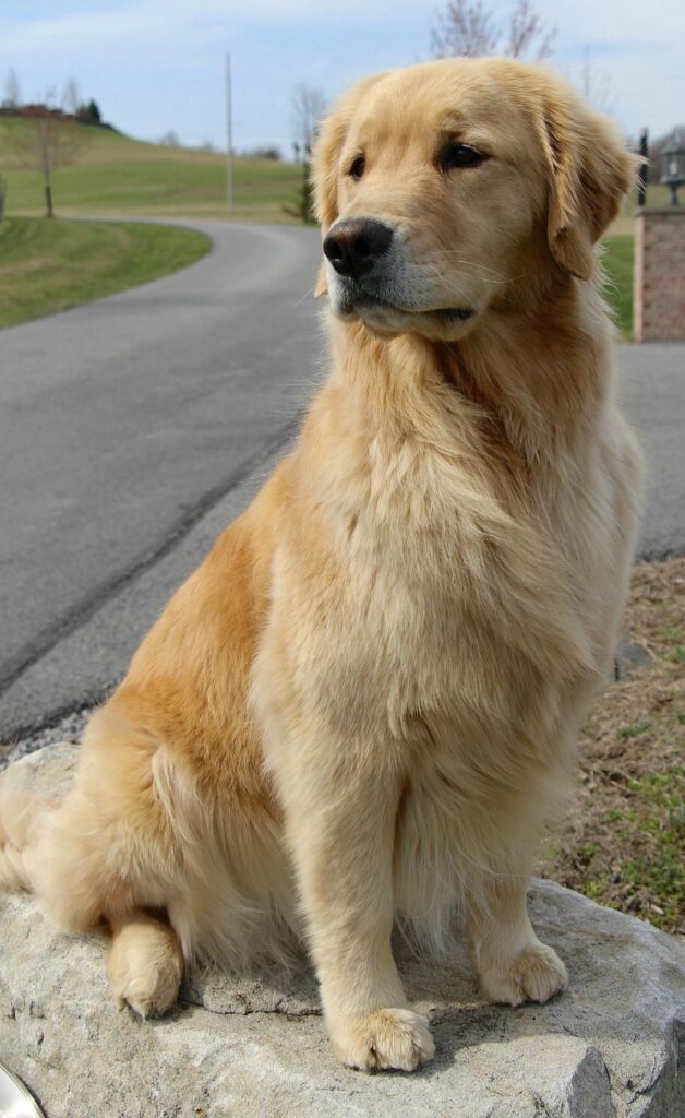 Top dog breeds in the USA including French Bulldog Labrador Retriever Golden Retriever and German Shepherd