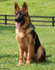 Top dog breeds in the USA including French Bulldog Labrador Retriever Golden Retriever and German Shepherd