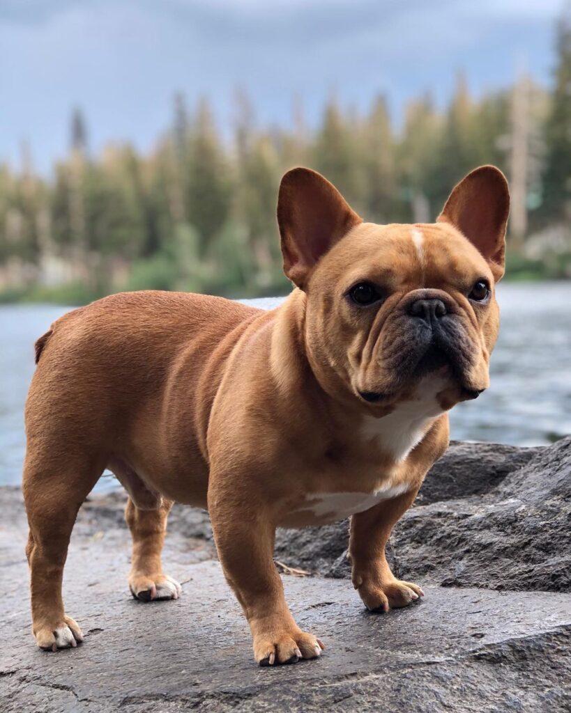 Top dog breeds in the USA including French Bulldog Labrador Retriever Golden Retriever and German Shepherd