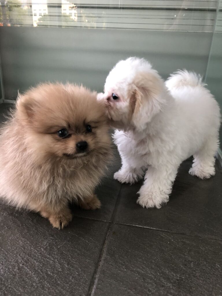 Two Great Small Dog Breeds