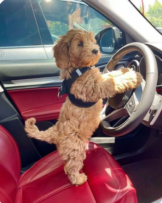 Cavapoo Puppy Behavioral Development Stages