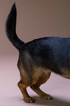 What Different Tail Positions Can Mean