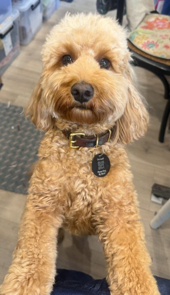 What Info Should My Dog Have On Its ID Tag