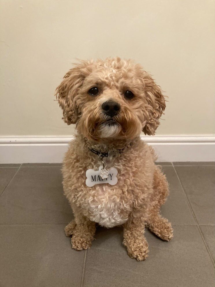 What Info Should My Dog Have On Its ID Tag
