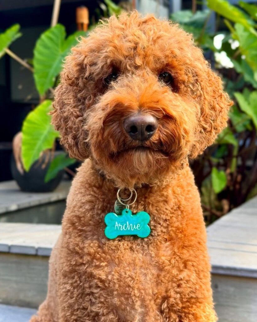 What Info Should My Dog Have On Its ID Tag