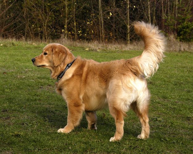 Why Do Dogs Wag Their Tails