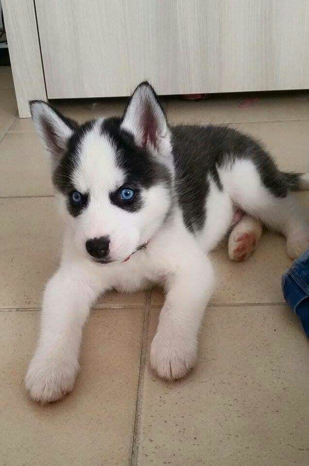 Winter Is the Siberian Husky’s Favorite Season