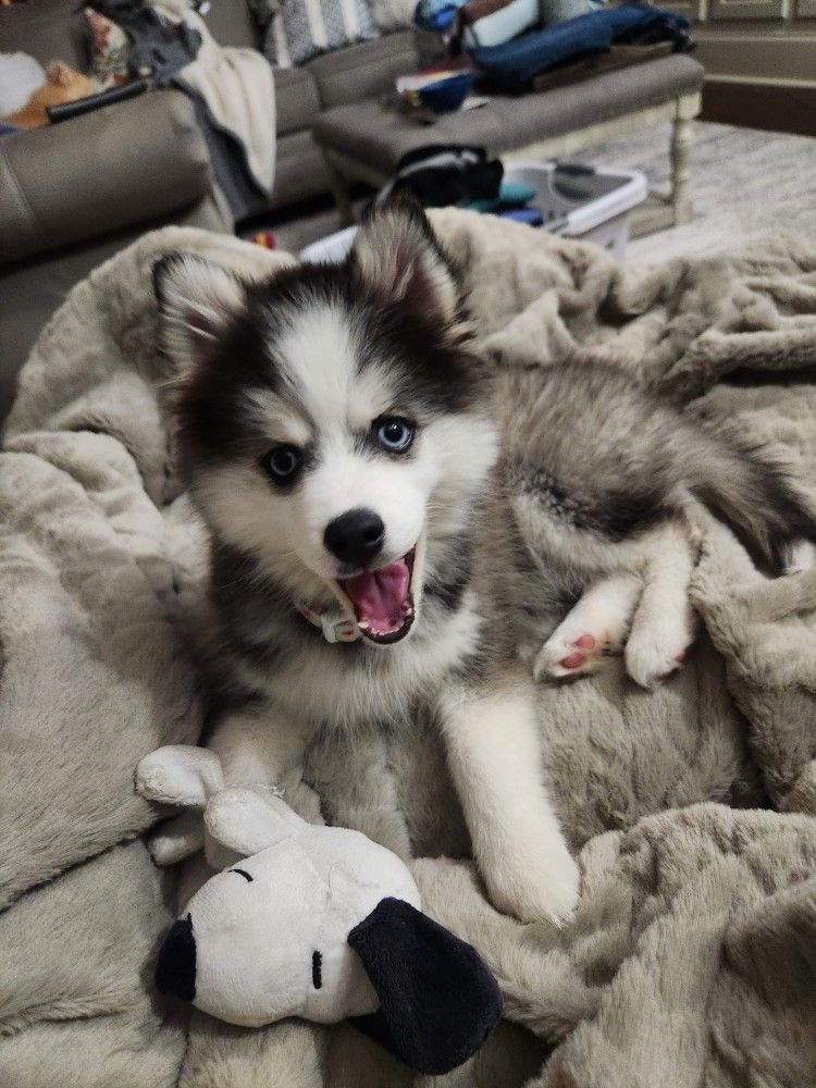 Winter Is the Siberian Husky’s Favorite Season