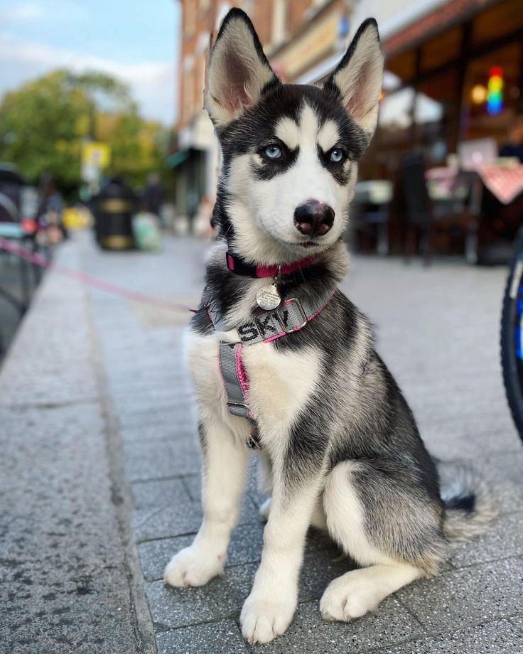 Winter Is the Siberian Husky’s Favorite Season