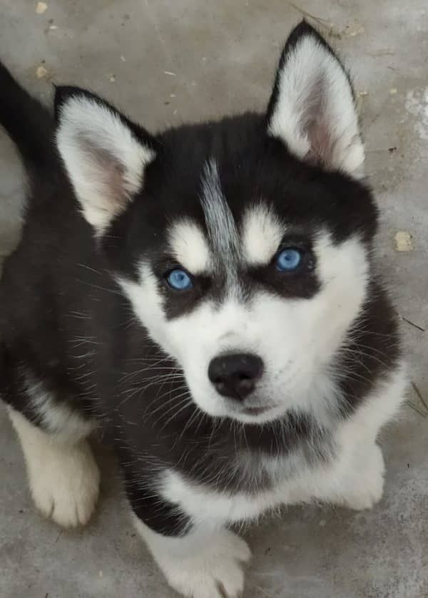 Winter Is the Siberian Husky’s Favorite Season