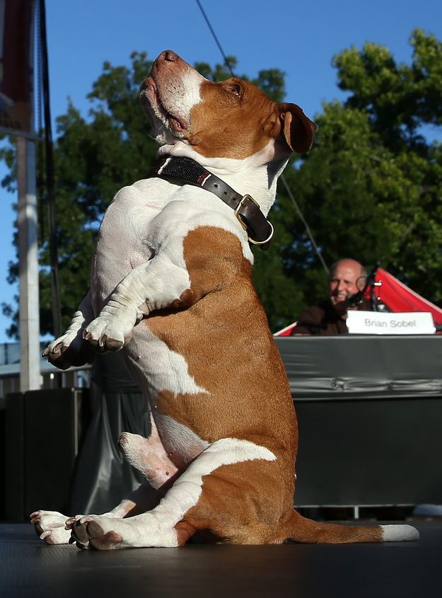 World Record Dog Holders