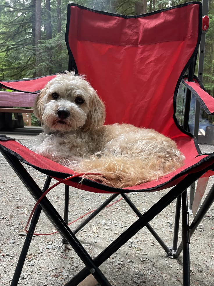 Helping Your Puppy Adjust to the Back-to-School Transition