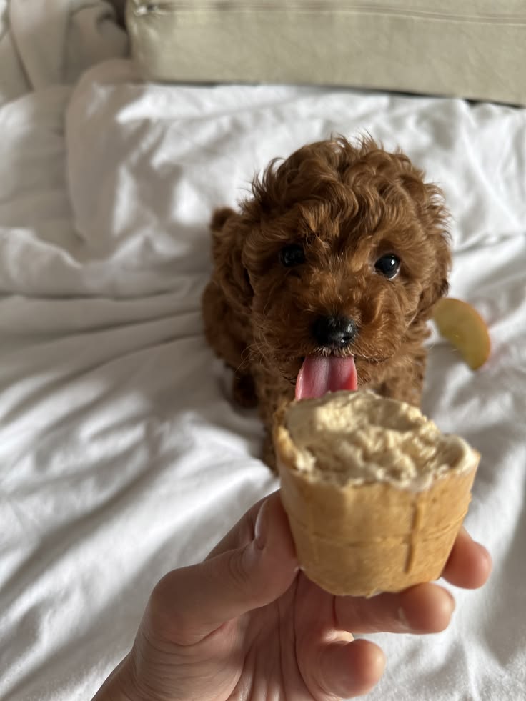 foods toxic to dogs foods toxic to dogs