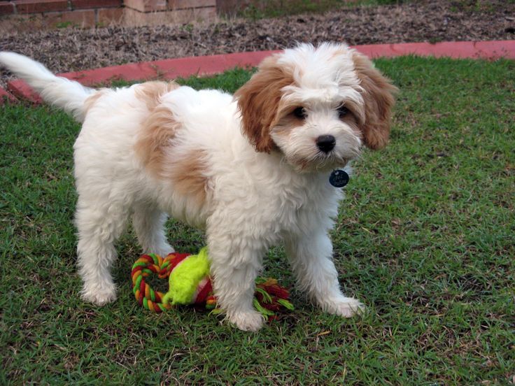 New Puppy Essentials Checklist New Puppy Essentials Checklist