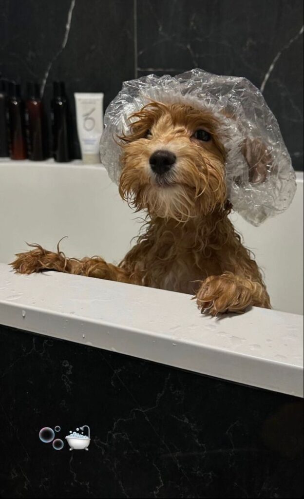Can you use baby shampoo on dogs