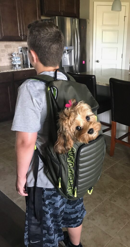 dog training