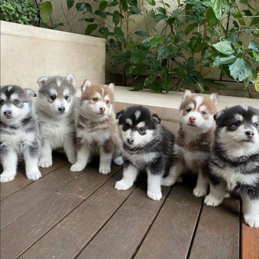 Fluffy Dog Breeds