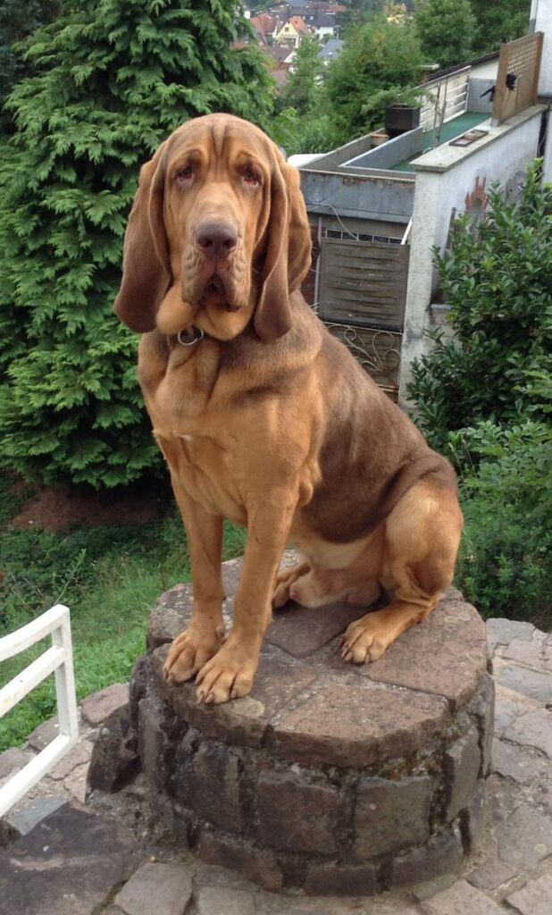 police dog breeds