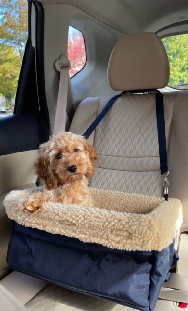 How to Keep Your Cavapoo Safe During the Holidays