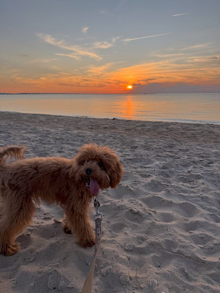 The Puppy Summer Complaint Department