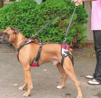 best dog harness