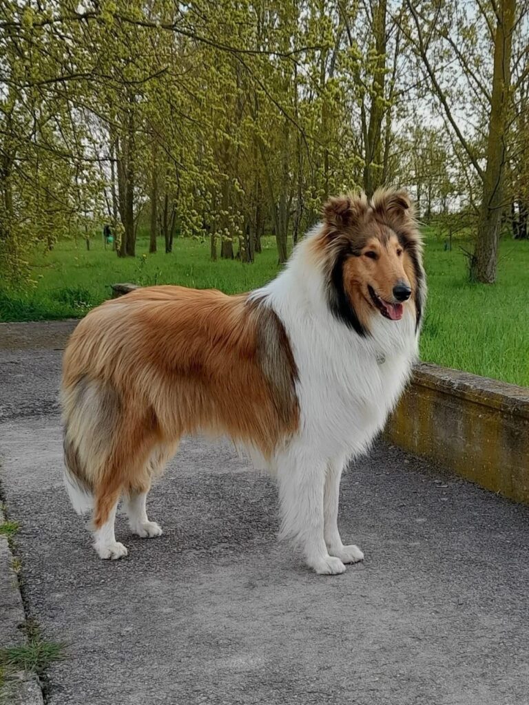 best dogs for families with children