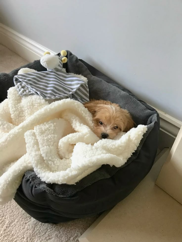 Dog Potty Pads Dog Potty Pads