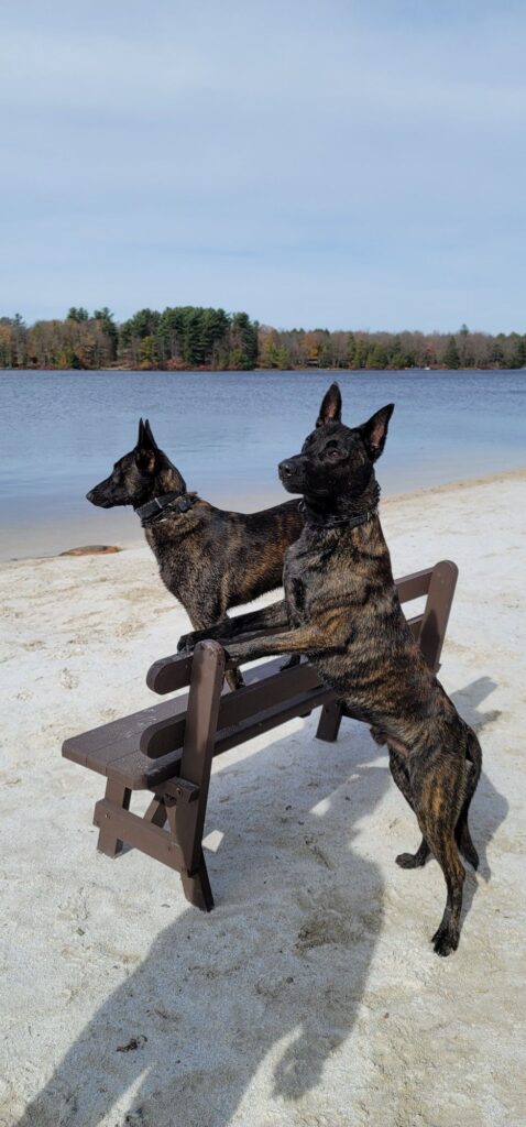 police dog breeds