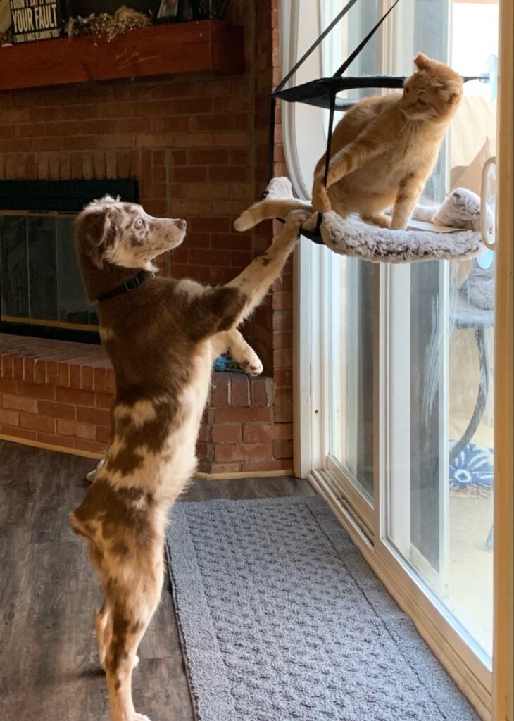 cat friendly dog breeds