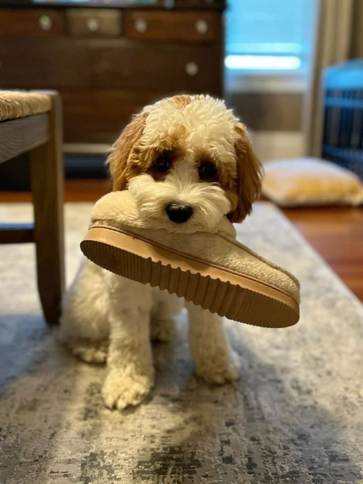 cool puppy names