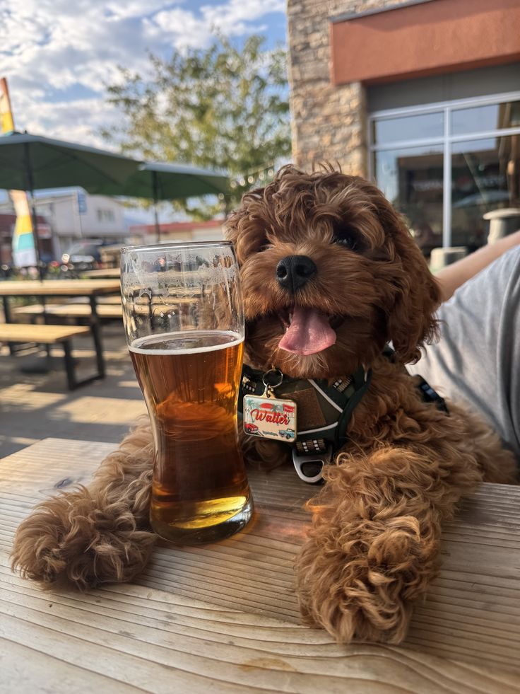 Which Dog Breeds Get Along Best With Cats