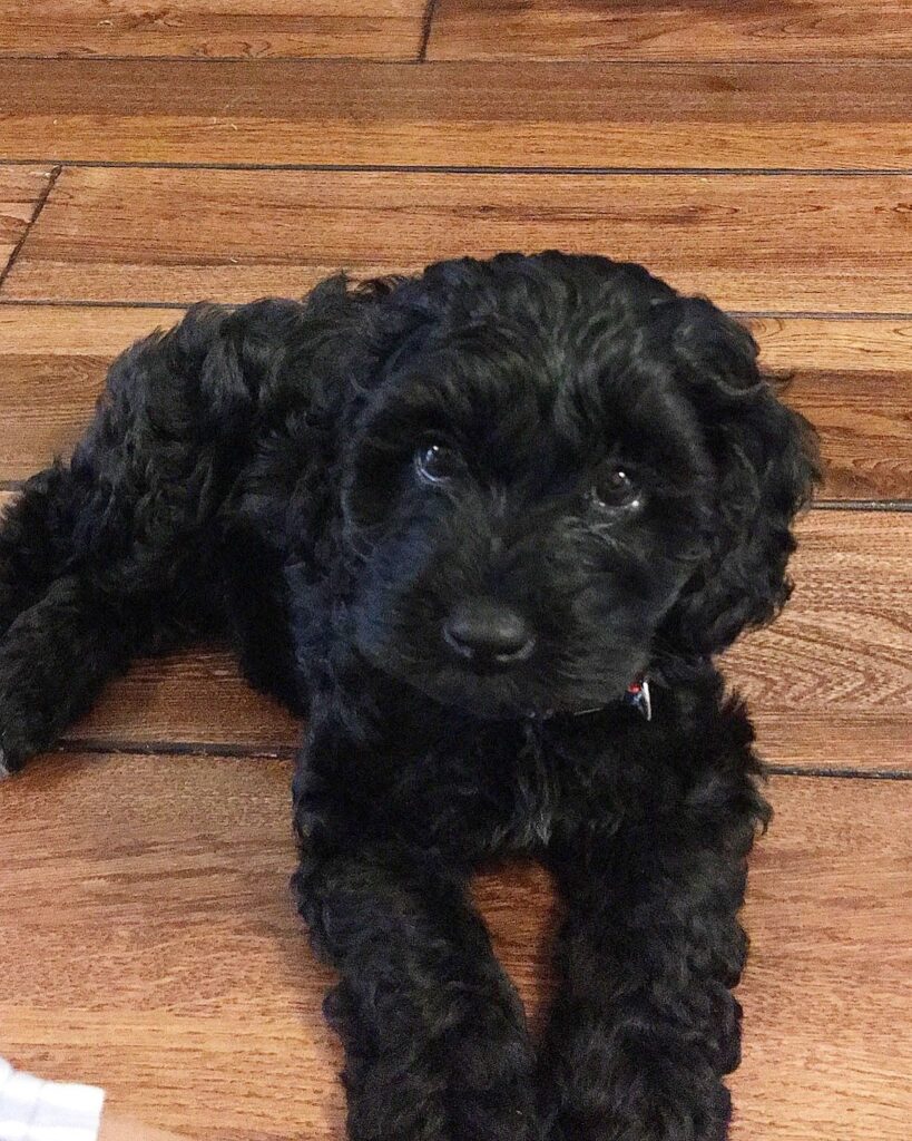 Amazing Black Dog Breeds That Make Wonderful Family Pets