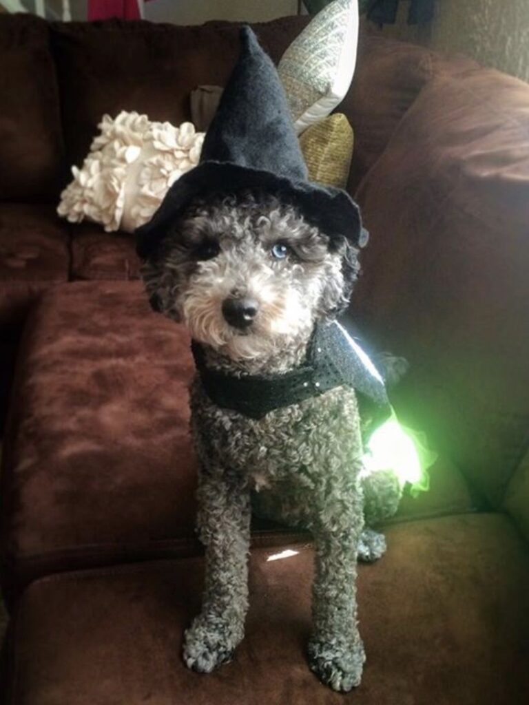 Dogs and Halloween Dogs and Halloween