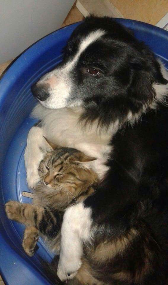 dog and cat compatibility