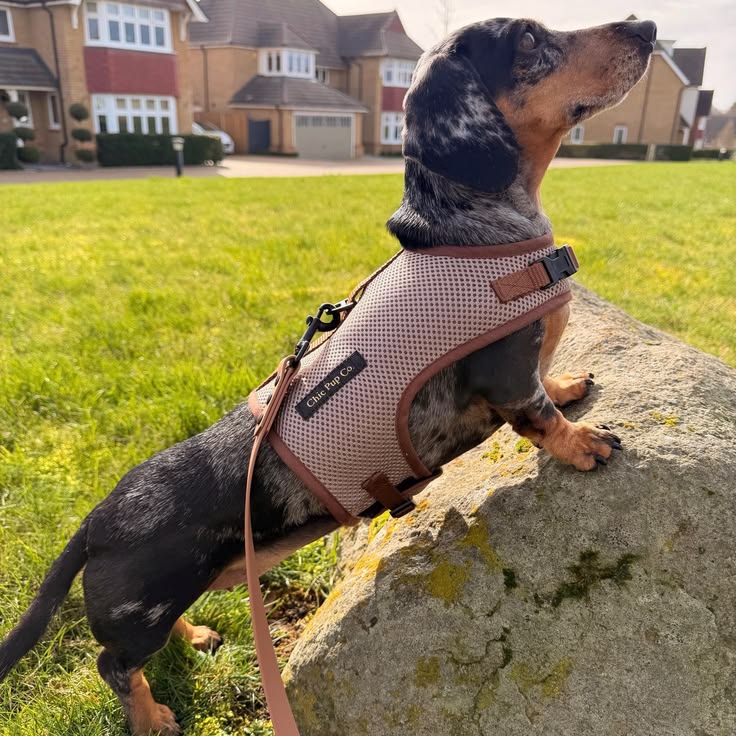 dog harness sizing