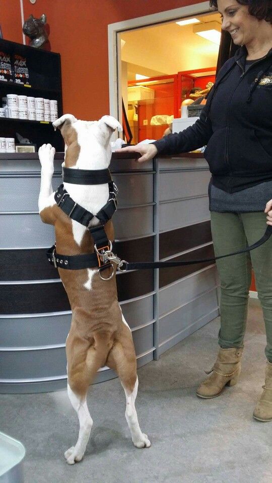 dog harnesses