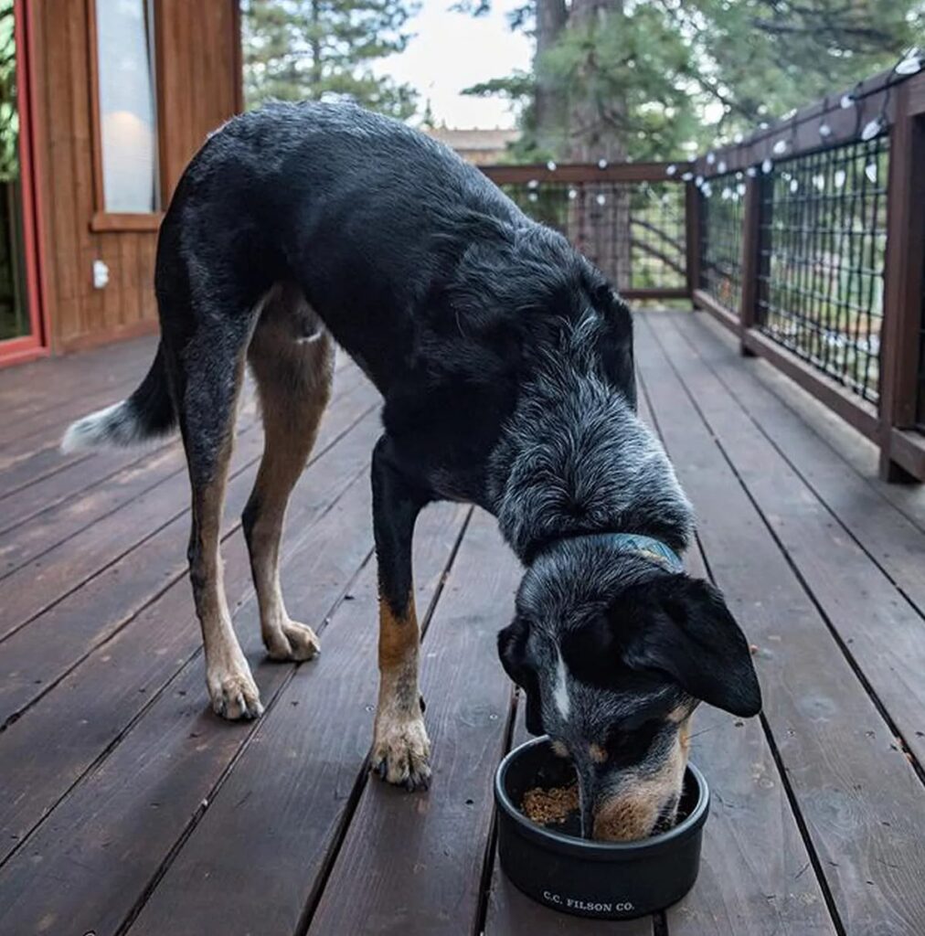dog life hacks