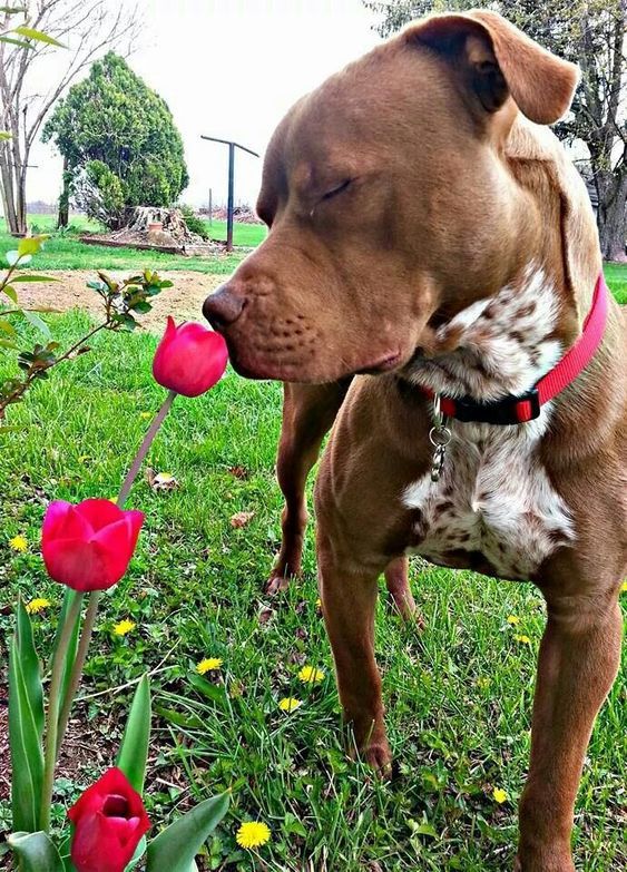 dog nose