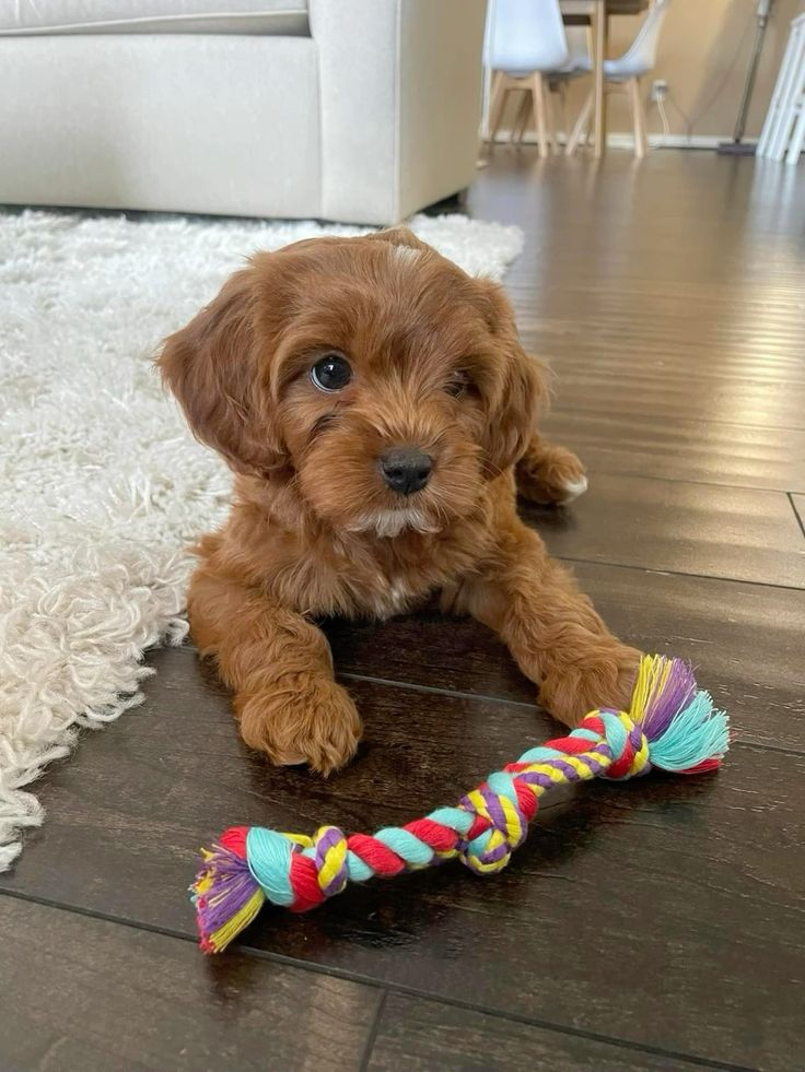 How to clean up dog hair How to clean up dog hair