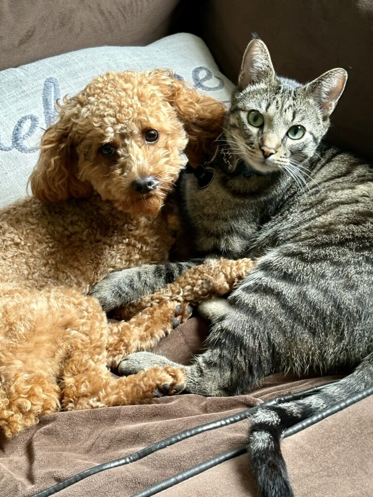 dogs that get along with cats
