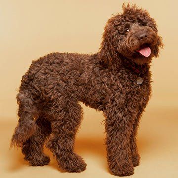 dogs that shed the least