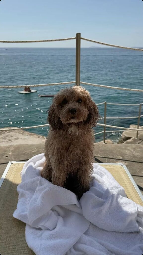 The Ultimate Guide to Dog Breeds That Love Swimming