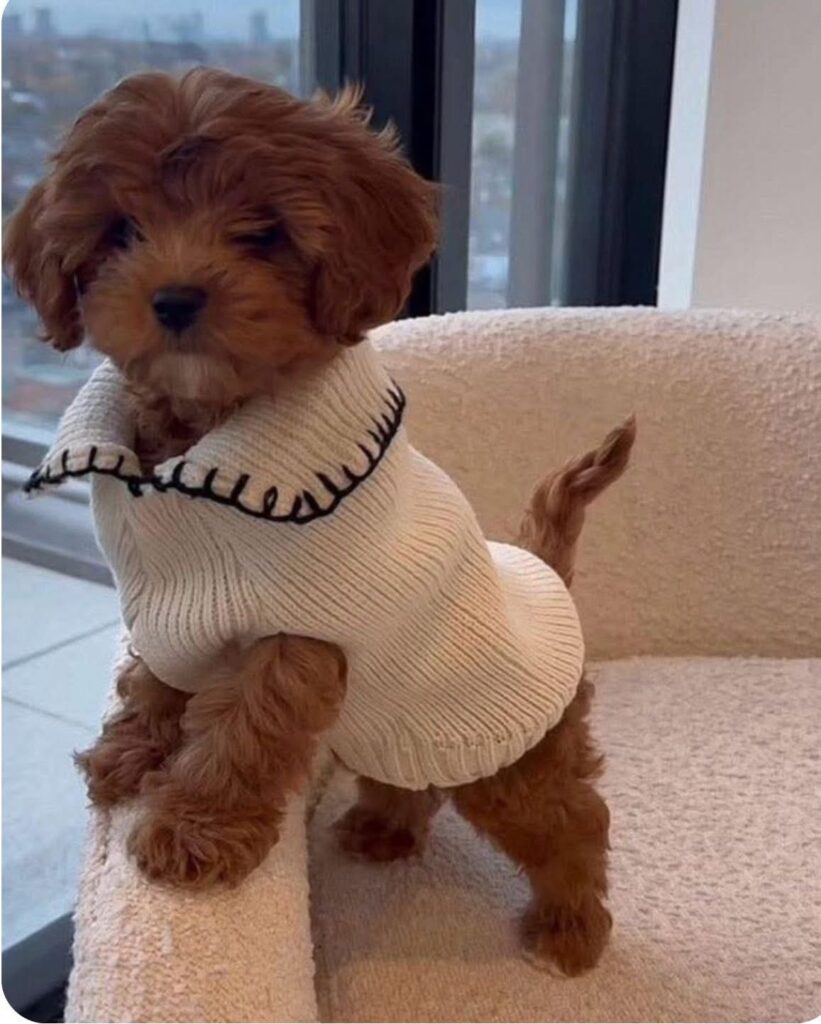 Antlers for dogs