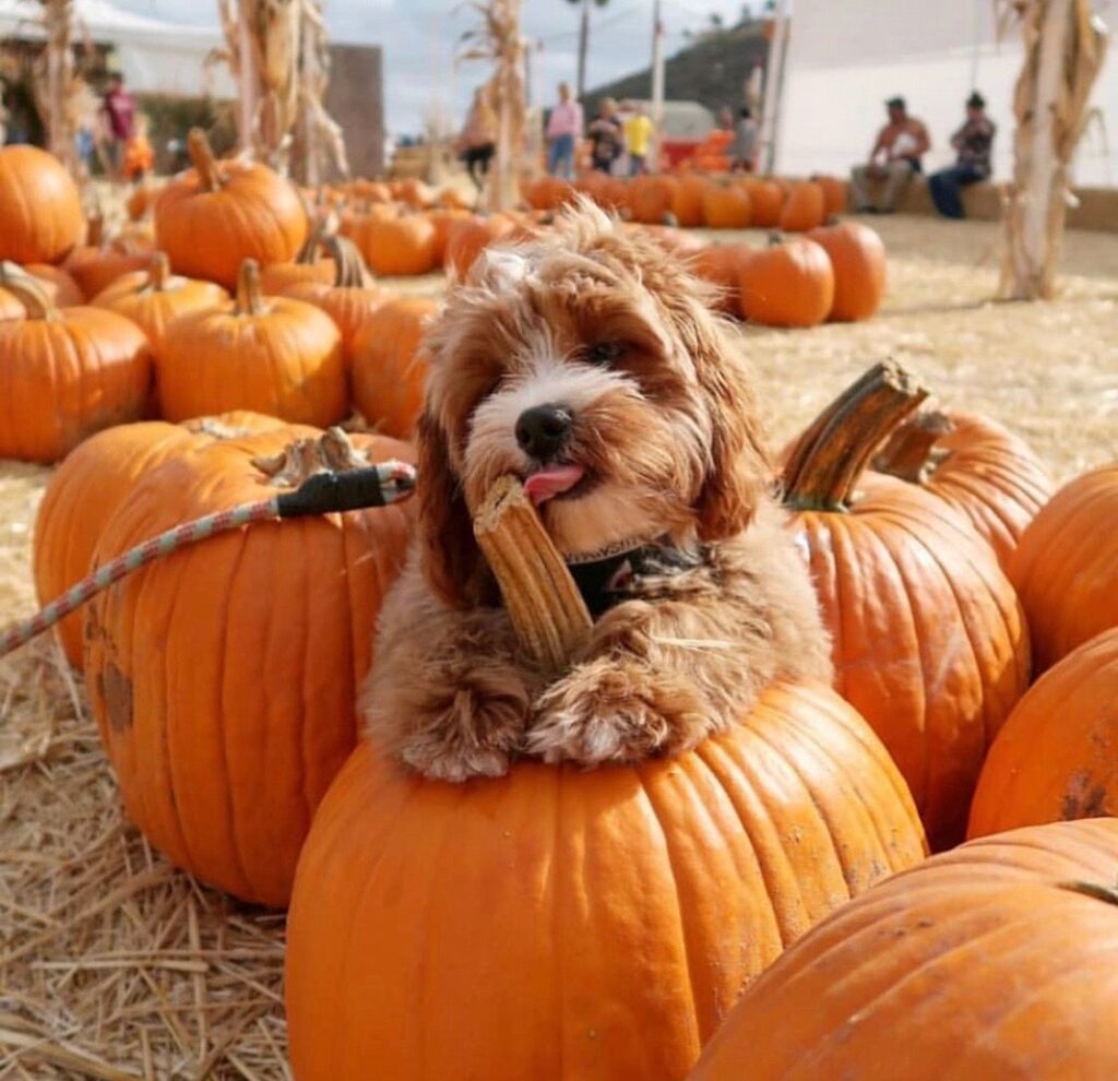 Dogs and Halloween