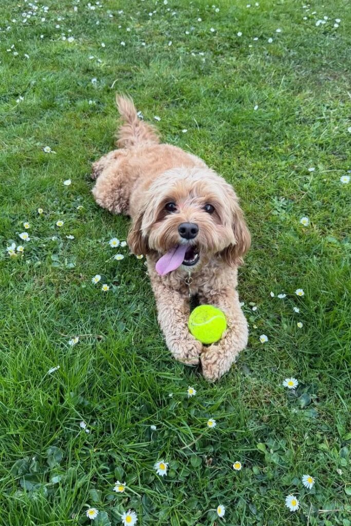 Hip Dysplasia in Dogs